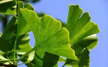 Настойка гинкго билоба