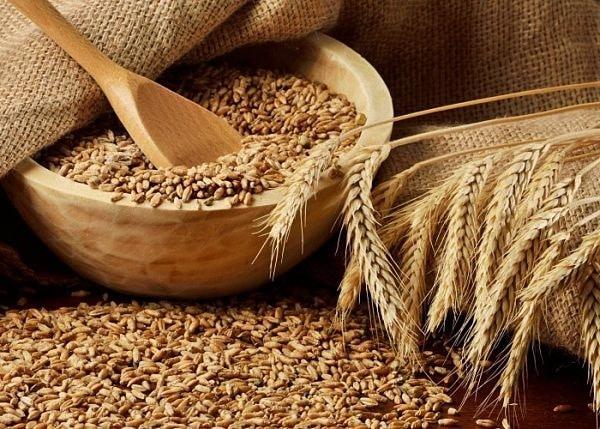 Пшеница для изготовления самогона