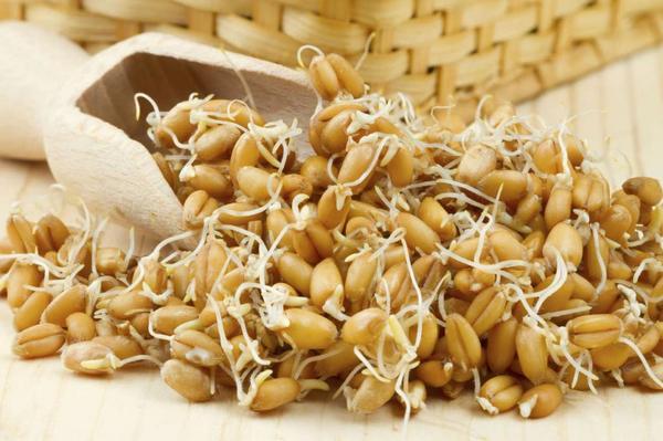 Рецепт приготовления браги на пшенице